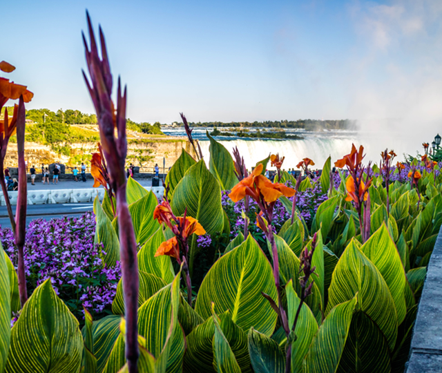Looking to move away from the GTA? Set your sights on the Niagara Region!